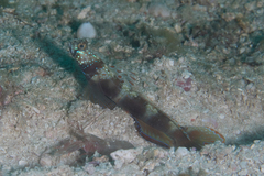 Amblyeleotris latifasciata