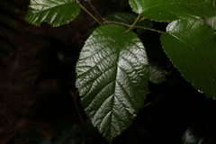 Rubus moorei