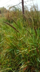 Anthoxanthum odoratum