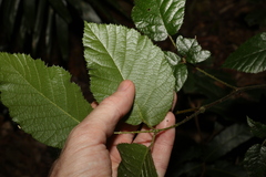 Rubus moorei