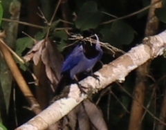 Cyanocorax violaceus