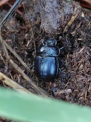 Typhaeus