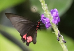 Parides