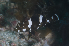 Epinephelus maculatus