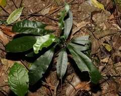 Carronia multisepalea