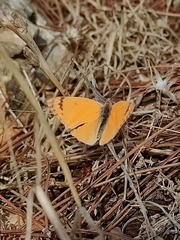 Colotis fausta