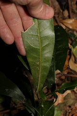 Carronia multisepalea