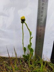 Senecio coronatus