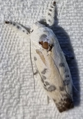 Piloprepes