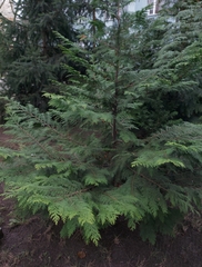 Chamaecyparis lawsoniana