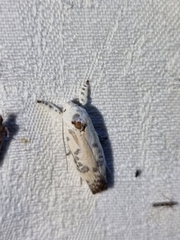 Piloprepes