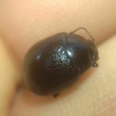 Chrysolina haemoptera