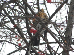 Turdus pilaris