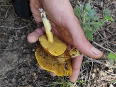Suillus collinitus