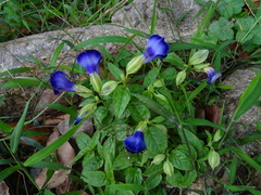 Torenia