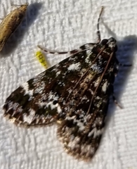 Scoparia exhibitalis