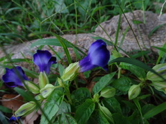 Torenia