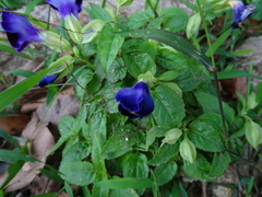 Torenia