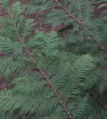 Chamaecyparis lawsoniana