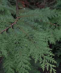 Chamaecyparis lawsoniana