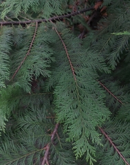 Chamaecyparis lawsoniana