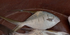Trachinotus rhodopus