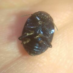 Chrysolina haemoptera