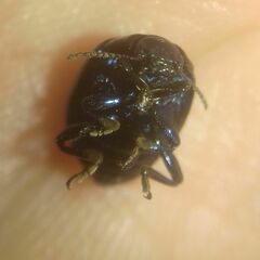 Chrysolina haemoptera