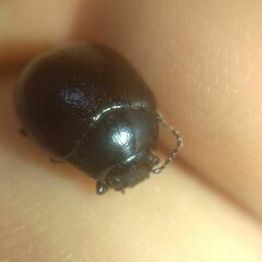 Chrysolina haemoptera