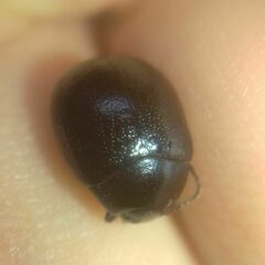 Chrysolina haemoptera