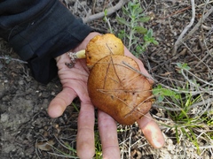Suillus collinitus