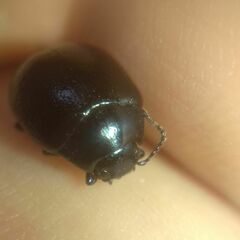 Chrysolina haemoptera