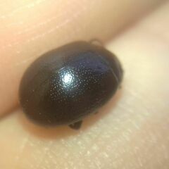 Chrysolina haemoptera