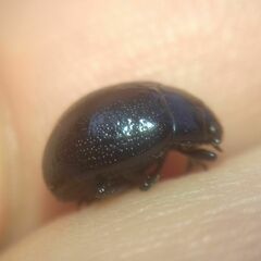 Chrysolina haemoptera