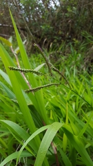 Paspalum mandiocanum
