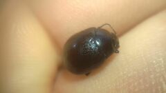 Chrysolina haemoptera