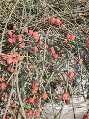 Ephedra distachya