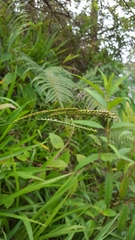 Paspalum mandiocanum