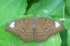 Tanaecia julii