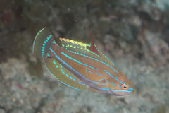 Paracheilinus flavianalis