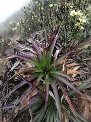 Puya boliviensis