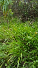 Paspalum mandiocanum