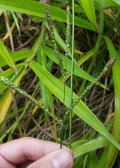 Paspalum mandiocanum