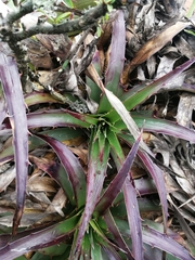Puya boliviensis
