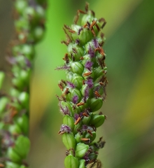 Paspalum mandiocanum