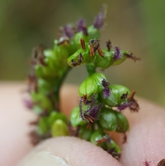 Paspalum mandiocanum