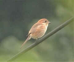 Lanius bucephalus