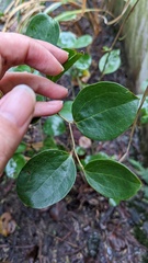 Smilax china