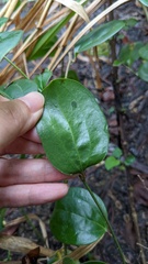 Smilax china