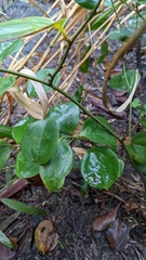 Smilax china
